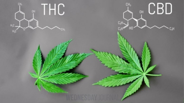 홍콩 내 Cannabidiol (CBD) 사용1.jpg