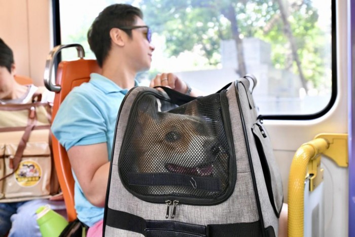 고양이 탑승 공식화.jpg