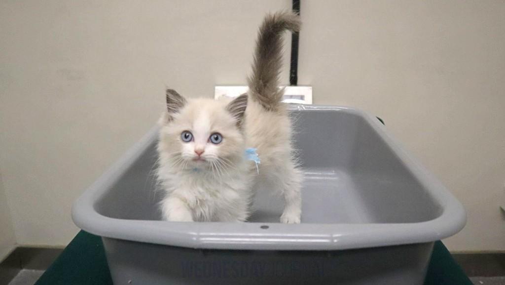 고양이 밀수.jpg