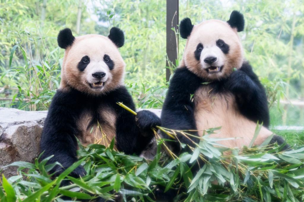 중국서 판다 새로 들어오나…양국 환경 당국 논의 시작.jpg