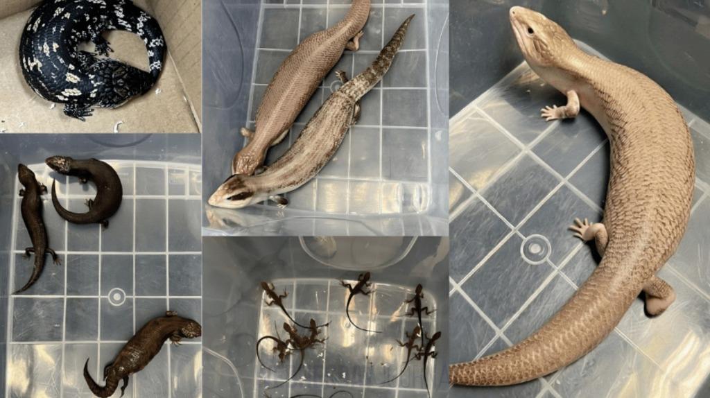 도마뱀 압수.jpg