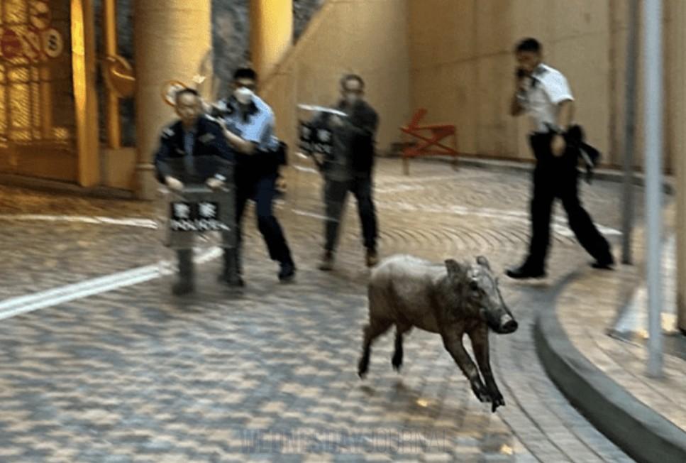 멧돼지 발견.jpg