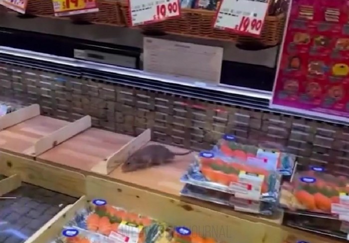 돈돈돈키 쥐 발견.jpg