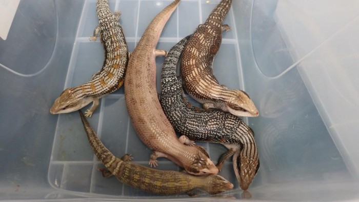 선전만 세관, 하이힐 부츠 속 숨겨진 멸종위기종 도마뱀 5마리 압수.jpg