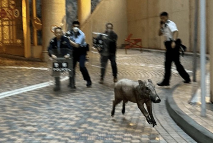 멧돼지 발견.jpg