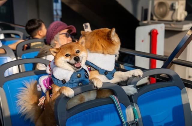 시티버스, 반려견 동반 오픈탑 버스 정식 운행.jpeg