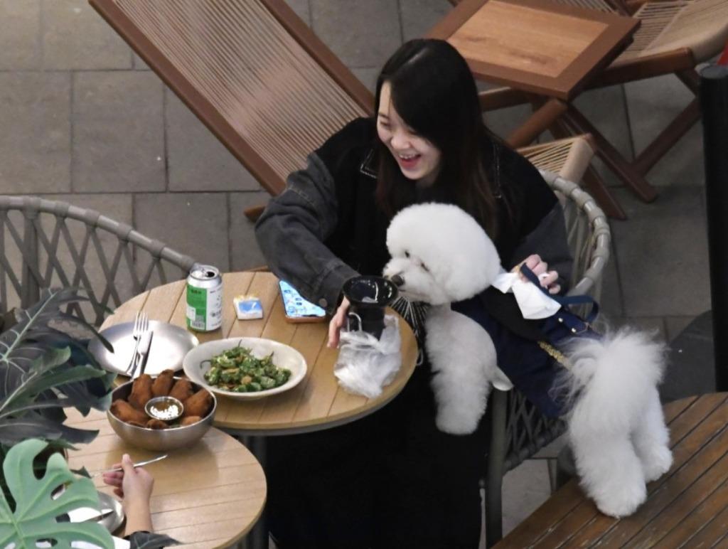 7월부터 식당에 반려견 동반 가능해진다… 5월 18일부터 신청 접수.jpg