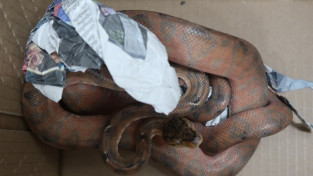 네덜란드발 수하물에서 뱀·도마뱀...홍콩 공항서 밀수범 적발.jpg