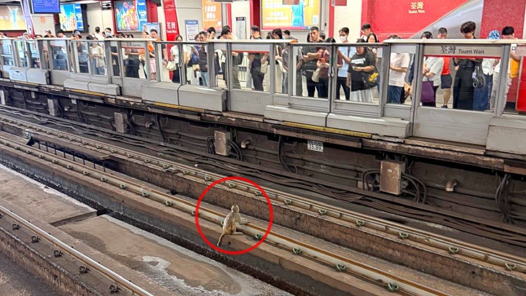 MTR 선로에 또 원숭이 난입…췬완선 운행 차질로 출근길 소동.jpeg