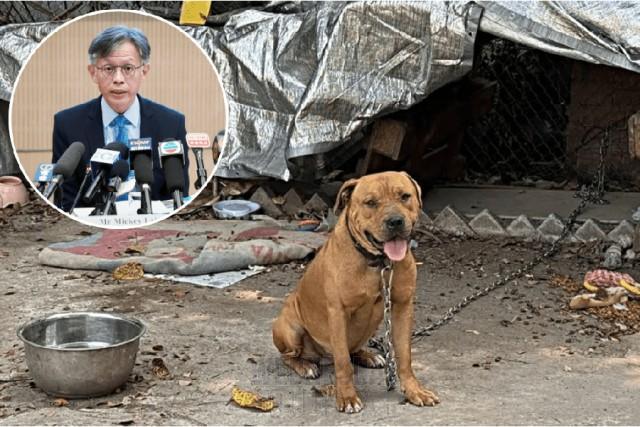 살인 공격한 개가 잡종으로 분류됐지만 투견 가능성 높아.jpg