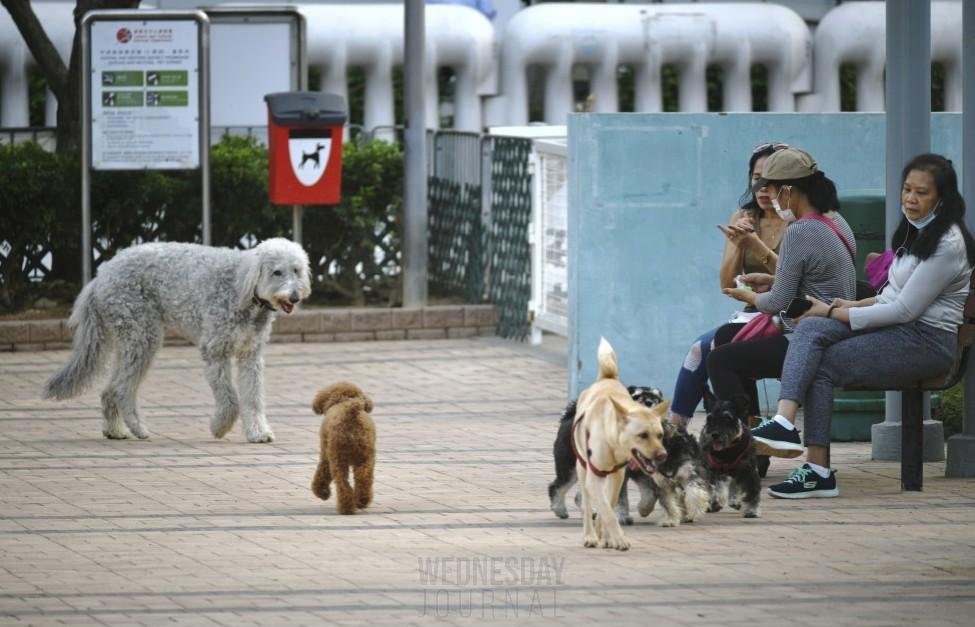 홍콩, 대대적인 반려견 단속 발표..사전 경고없이 즉각 벌금.jpg