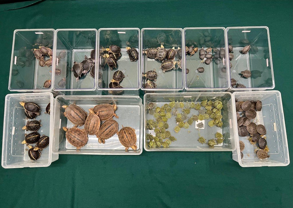 가방 속에서 164마리가…록마차우 검문소서 야생 거북 무더기 적발.jpg