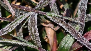 홍콩 신계 지역에 보기 드문 서리가 등장...천문국 서리 경보 발령