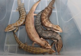 [홍콩뉴스] 선전만 세관, 하이힐 부츠 속 숨겨진 멸종위기종 도마뱀 5마…