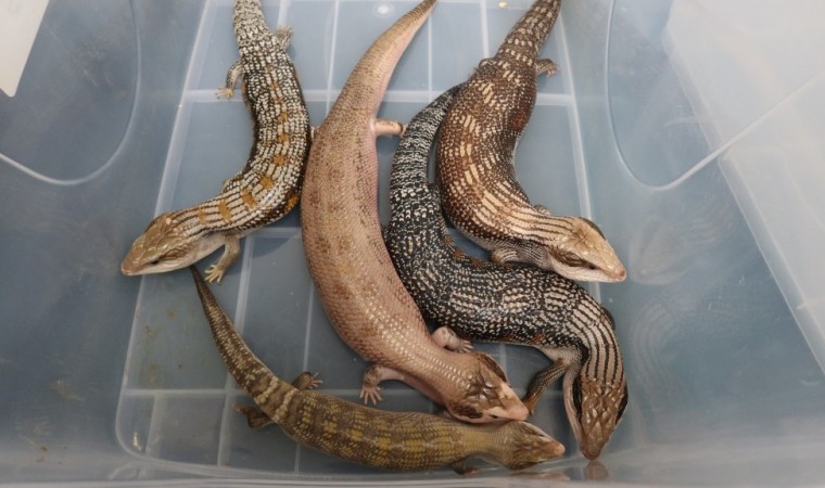 [홍콩뉴스] 선전만 세관, 하이힐 부츠 속 숨겨진 멸종위기종 도마뱀 5마리 압수