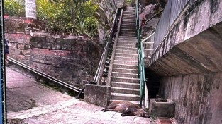 [홍콩뉴스] 쩡관오서 등산객 공격하던 멧돼지, 계단서 굴러 떨어져 추락사