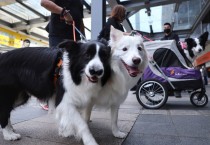 홍콩 MTR, 5월부터 경전철에 반려동물 탑승 허용