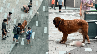 [홍콩사건]  ‘60kg 대형견’ 덮쳐 소형견 2마리 참사… 주인은 현장 버리고 도주