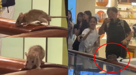 [홍콩뉴스] 몽콕 랑함플레이스 쇼핑몰, 쥐 출몰로 법적 통지서 받아… 8월 6일까지 미해결 시 형사 고발