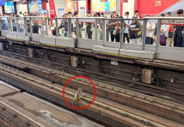 [홍콩뉴스] MTR 선로에 또 원숭이 난입…췬완선 운행 차질로 출근길 소…
