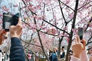 [홍콩뉴스] "홍콩판 '꽃놀이 경제' 뜬다!" 도심 속 꽃길, 새로운 관광 명소로 변신할까