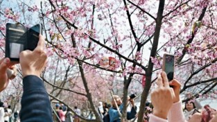 [홍콩뉴스] "홍콩판 '꽃놀이 경제' 뜬다!" 도심 속 꽃길, 새로운 관광 명소로 변신할까