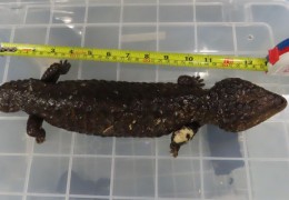 [홍콩뉴스] 공항서 과자 캔 속 살아있는 도마뱀과 뱀 32마리 적발