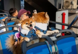 [홍콩뉴스] 시티버스, 반려견 동반 오픈탑 버스 정식 운행