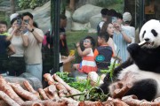 오션파크, 새로운 판다 커플 빠른 정착 준비중