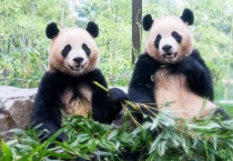 중국서 판다 새로 들어오나…양국 환경 당국 논의 시작