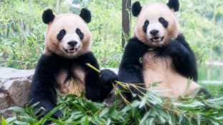 중국서 판다 새로 들어오나…양국 환경 당국 논의 시작