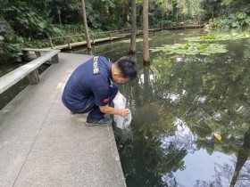 광동성 치쿤구니야열병 5천명 확진…물고기 풀어 모기번식 억제